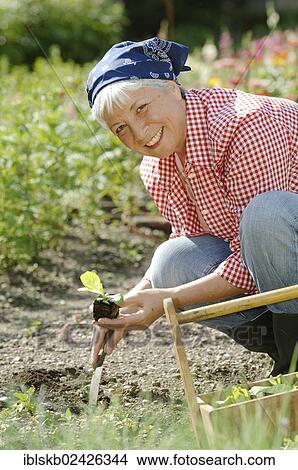 "Elderly woman, gray-haired, 55-65, planting salad in the garden" View Large Photo Image Picture - "Elderly woman, gray-haired, 55-65, planting salad in the garden". Fotosearch