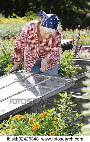 Stock Photo - "Elderly woman, gray-haired, 55-65, wearing gardening clothes while lifting the cold frame of a raised bed in a garden". Fotosearch