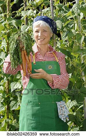 "Elderly woman, gray-haired, 55-65, holding a bunch of fresh carrots, wearing gardening clothes and standing in front of bean stalks in a garden" View Large Photo Image Stock Photo - "Elderly woman, gray-haired, 55-65, holding a bunch of fresh carrots, wearing gardening clothes and standing in front of bean stalks in a garden". Fotosearch
