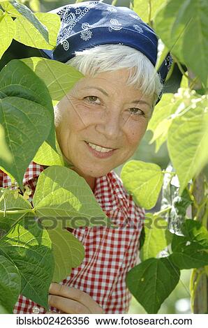 "Elderly woman, gray-haired, 55-65, standing amidst the bean stalks in a garden" View Large Photo Image Stock Photograph - "Elderly woman, gray-haired, 55-65, standing amidst the bean stalks in a garden". Fotosearch