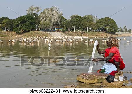 Stock Image - "Elderly woman washing her clothes on a washing stone beside a lake, pelicans and herons are standing in the water at the rear, Bhuji, Gujarat, India, Asia". Fotosearch