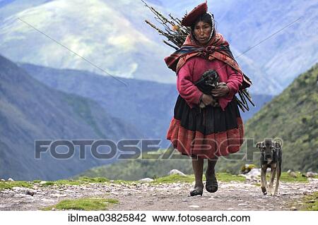 "Elderly woman wearing traditional costume while gather wood, accompanied by a young dog, Andes, near Cusco, Peru, South America" View Large Photo Image Stock Image - "Elderly woman wearing traditional costume while gather wood, accompanied by a young dog, Andes, near Cusco, Peru, South America". Fotosearch