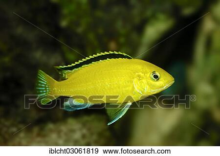 "Electric Yellow Cichlid (Labidochromis caeruleus), native to the East African Lake Malawi, captive, North Rhine-Westphalia, Germany, Europe" View Large Photo Image Stock Photo - "Electric Yellow Cichlid (Labidochromis caeruleus), native to the East African Lake Malawi, captive, North Rhine-Westphalia, Germany, Europe". Fotosearch