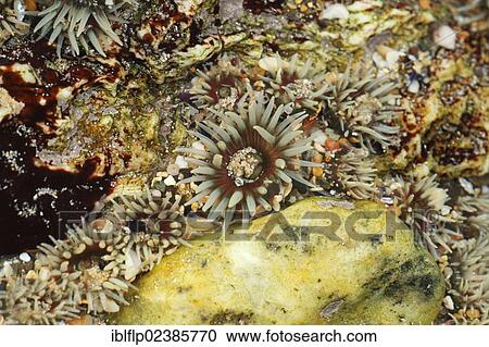 "Elegant Anemone (Sagartia elegans), adults, with tentacles extended, in shallow rockpool, Polzeath, Cornwall, England, United Kingdom, Europe" View Large Photo Image Stock Image - "Elegant Anemone (Sagartia elegans), adults, with tentacles extended, in shallow rockpool, Polzeath, Cornwall, England, United Kingdom, Europe". Fotosearch