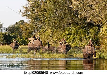 "Elephant back safari, Abu Camp, Okavango Delta, Botswana, Africa" View Large Photo Image Stock Photo - "Elephant back safari, Abu Camp, Okavango Delta, Botswana, Africa". Fotosearch