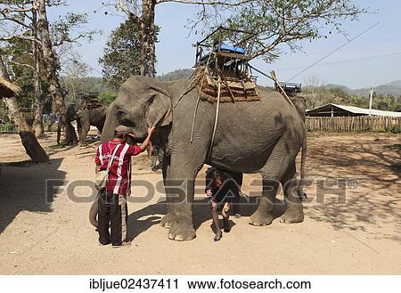 "Elephant camp on the Mae Kok river, a mahout is holding an elephant while a Thai woman is passing through under the animal three times, for good luck, Baan Ruamit, Karen Ruammit, Chiang Rai province, Thailand, Asia" View Large Photo Image Stock Image - "Elephant camp on the Mae Kok river, a mahout is holding an elephant while a Thai woman is passing through under the animal three times, for good luck, Baan Ruamit, Karen Ruammit, Chiang Rai province, Thailand, Asia". Fotosearch