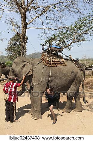 Stock Photo - "Elephant camp on the Mae Kok river, a mahout is holding an elephant while a Thai woman is passing through under the animal three times, for good luck, Baan Ruamit, Karen Ruammit, Chiang Rai province, Thailand, Asia". Fotosearch