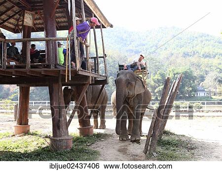 Stock Photograph - "Elephant camp on the Mae Kok river, mahout leading an elephant to the stand where tourists can climb onto the elephant, Baan Ruamit, Karen Ruammit, Chiang Rai province, Thailand, Asia". Fotosearch