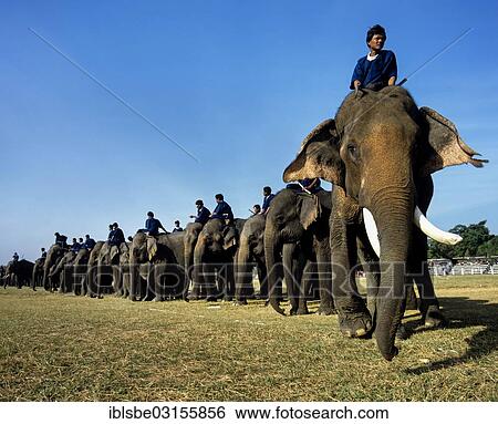 "Elephant festival in Surin, Surin, Surin Province, Isaan, Thailand, Asia" View Large Photo Image Stock Photograph - "Elephant festival in Surin, Surin, Surin Province, Isaan, Thailand, Asia". Fotosearch