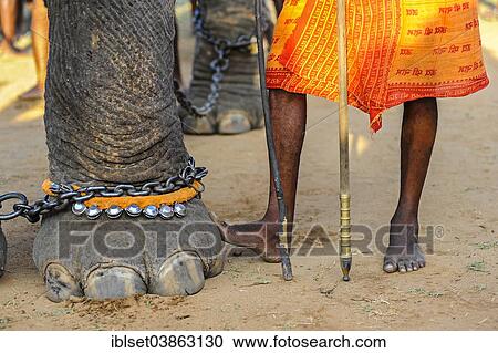 "Elephant foot and human feet at Hindu temple festival, Thrissur, Kerala, South India, India, Asia" View Large Photo Image Stock Image - "Elephant foot and human feet at Hindu temple festival, Thrissur, Kerala, South India, India, Asia". Fotosearch