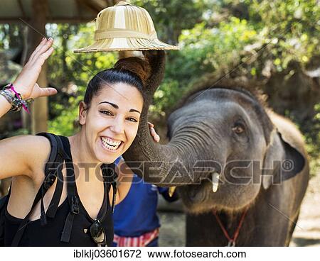 Stock Image - "Elephant lifting tourist's hat at an elephant camp, Chiang Mai, Chiang Mai Province, Thailand, Asia". Fotosearch