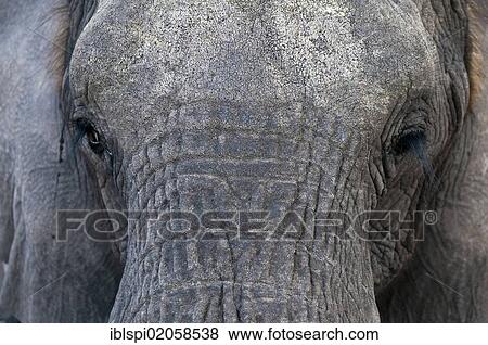 Stock Photo - "Elephant (Loxodonta africana), Abu Camp, Okavango Delta, Botswana, Africa". Fotosearch