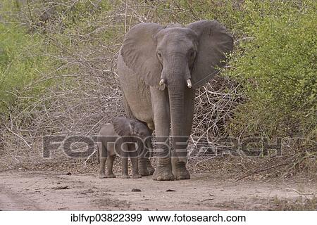 "Elephant (Loxodonta africana), cow with young, South Luangwa National Park, Zambia, Africa" View Large Photo Image Stock Photo - "Elephant (Loxodonta africana), cow with young, South Luangwa National Park, Zambia, Africa". Fotosearch