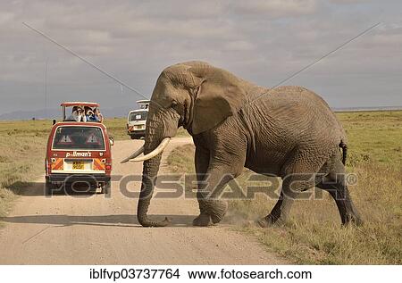 "Elephant (Loxodonta africana) in front of a safari vehicle, Amboseli National Park, Rift Valley Province, Kenya, Africa" View Large Photo Image Picture - "Elephant (Loxodonta africana) in front of a safari vehicle, Amboseli National Park, Rift Valley Province, Kenya, Africa". Fotosearch