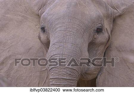 "Elephant (Loxodonta africana), portrait, South Luangwa National Park, Zambia, Africa" View Large Photo Image Stock Image - "Elephant (Loxodonta africana), portrait, South Luangwa National Park, Zambia, Africa". Fotosearch