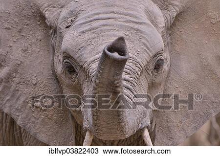 Stock Image - "Elephant (Loxodonta africana) with raised trunk, portrait, South Luangwa National Park, Zambia, Africa". Fotosearch
