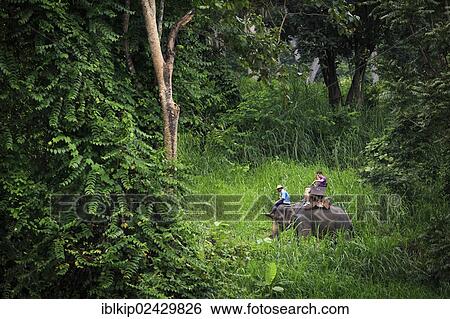 Stock Photograph - "Elephant riding, Chiang Mai, Thailand, Asia". Fotosearch