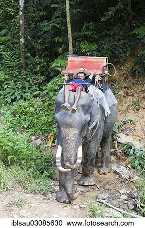 "Elephant safari, Thai man asleep, Mahout, sleeping on the head of an elephant, Win Elephant Riding, beim Kao Sok Nationalpark, Provinz Surat Thani, Thailand, Asia" View Large Photo Image Stock Image - "Elephant safari, Thai man asleep, Mahout, sleeping on the head of an elephant, Win Elephant Riding, beim Kao Sok Nationalpark, Provinz Surat Thani, Thailand, Asia". Fotosearch