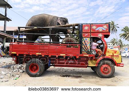 Stock Photo - "Elephant transport by truck, Fort Kochi, Kochi, Kerala, South India, India, Asia". Fotosearch