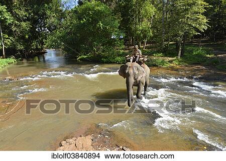 "Elephant trekking in the jungle, mahout on an elephant crossing a river above a waterfall, Banlung, Ratanakiri Province, Cambodia, Asia" View Large Photo Image Picture - "Elephant trekking in the jungle, mahout on an elephant crossing a river above a waterfall, Banlung, Ratanakiri Province, Cambodia, Asia". Fotosearch