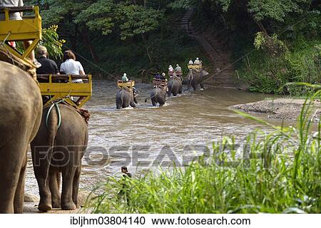 "Elephant trekking with Asian or Asiatic Elephants (Elephas maximus) at Mae Tang River, Maetaman Elephant Camp, Chiang Mai Province, Northern Thailand, Thailand, Asia" View Large Photo Image Stock Image - "Elephant trekking with Asian or Asiatic Elephants (Elephas maximus) at Mae Tang River, Maetaman Elephant Camp, Chiang Mai Province, Northern Thailand, Thailand, Asia". Fotosearch