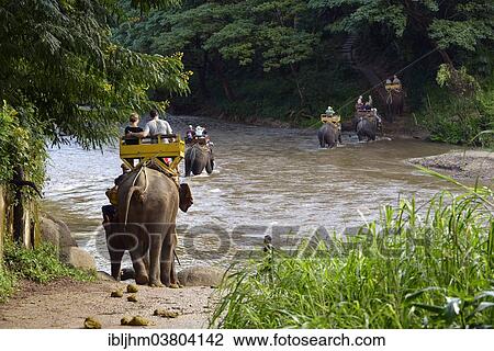 "Elephant trekking with Asian or Asiatic Elephants (Elephas maximus) at Mae Tang River, Maetaman Elephant Camp, Chiang Mai Province, Northern Thailand, Thailand, Asia" View Large Photo Image Stock Image - "Elephant trekking with Asian or Asiatic Elephants (Elephas maximus) at Mae Tang River, Maetaman Elephant Camp, Chiang Mai Province, Northern Thailand, Thailand, Asia". Fotosearch