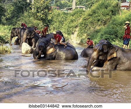 "Elephants bathing, elephant camp of Mae Rim, Mae Sa Valley, Chiang Mai, Northern Thailand, Thailand, Asia" View Large Photo Image Stock Image - "Elephants bathing, elephant camp of Mae Rim, Mae Sa Valley, Chiang Mai, Northern Thailand, Thailand, Asia". Fotosearch