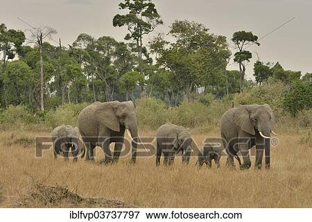 "Elephants (Loxodonta africana), Massai Mara, Serengeti, Rift Valley province, Kenya, Africa" View Large Photo Image Stock Photo - "Elephants (Loxodonta africana), Massai Mara, Serengeti, Rift Valley province, Kenya, Africa". Fotosearch