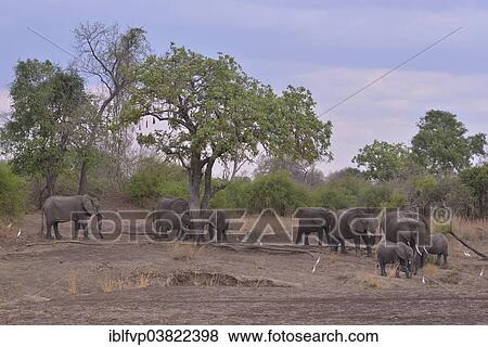 "Elephants (Loxodonta africana), South Luangwa National Park, Zambia, Africa" View Large Photo Image Stock Photo - "Elephants (Loxodonta africana), South Luangwa National Park, Zambia, Africa". Fotosearch