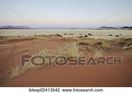 Stock Image - Elim Dune, at dusk, moon, Naukluft Mountains, Namib-Naukluft-Park, Namib-Wuste, Namibia, Africa. Fotosearch