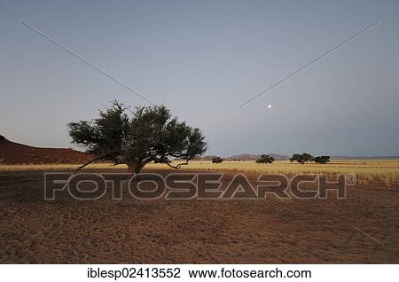 Stock Image - Elim Dune at dusk, moon, Naukluft Mountains, Sossusvlei, Namib Desert, Namib Naukluft Park, Namibia, Africa. Fotosearch