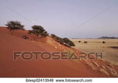 Stock Photo - Elim Dune at dusk, moon, Naukluft Mountains, Namib-Naukluft-Park, Namib-Wuste, Namibia, Africa. Fotosearch