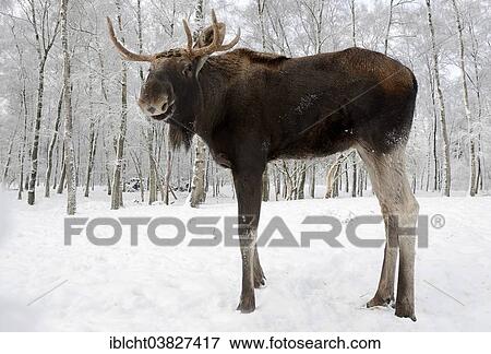 "Elk or Moose (Alces alces alces), Bull Moose, in winter, captive, Germany, Europe" View Large Photo Image Stock Photo - "Elk or Moose (Alces alces alces), Bull Moose, in winter, captive, Germany, Europe". Fotosearch