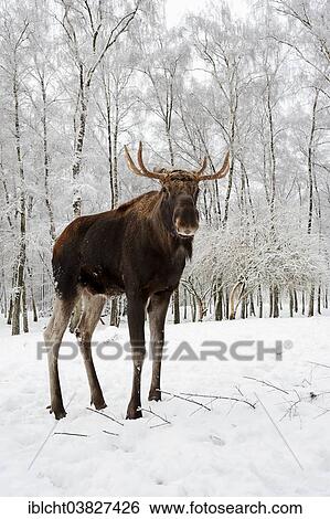 "Elk or Moose (Alces alces alces), Bull Moose in winter, captive, Germany, Europe" View Large Photo Image Stock Photograph - "Elk or Moose (Alces alces alces), Bull Moose in winter, captive, Germany, Europe". Fotosearch