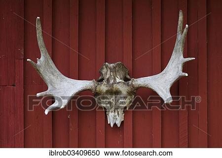 "Elk or moose antlers on a red wooden wall, Lappland, Sweden, Europe" View Large Photo Image Stock Image - "Elk or moose antlers on a red wooden wall, Lappland, Sweden, Europe". Fotosearch
