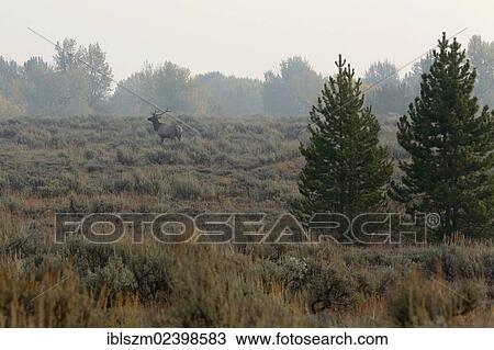 "Elk or Wapiti (Cervus canadensis), Grand Teton National Park, Wyoming, USA" View Large Photo Image Stock Image - "Elk or Wapiti (Cervus canadensis), Grand Teton National Park, Wyoming, USA". Fotosearch
