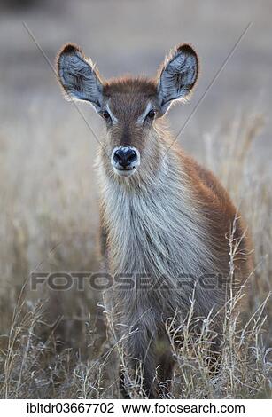 "Ellipsen Waterbuck (Kobus ellipsiprymnus ellipsiprymnus), female, Kruger National Park, South Africa, Africa" View Large Photo Image Stock Image - "Ellipsen Waterbuck (Kobus ellipsiprymnus ellipsiprymnus), female, Kruger National Park, South Africa, Africa". Fotosearch