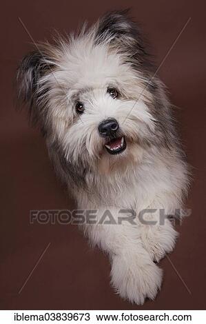 "Elo, puppy, 8 months, lying" View Large Photo Image Stock Image - "Elo, puppy, 8 months, lying". Fotosearch