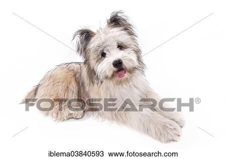 "Elo, puppy, 8 months, lying" View Large Photo Image Stock Image - "Elo, puppy, 8 months, lying". Fotosearch