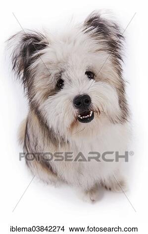 "Elo, puppy, sitting with a slightly open snout" View Large Photo Image Picture - "Elo, puppy, sitting with a slightly open snout". Fotosearch