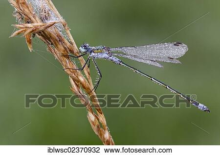 "Emerald Damselfly or Common Spreadwing (Lestes sponsa), Vulkaneifel district, Rhineland-Palatinate, Germany, Europe" View Large Photo Image Stock Image - "Emerald Damselfly or Common Spreadwing (Lestes sponsa), Vulkaneifel district, Rhineland-Palatinate, Germany, Europe". Fotosearch