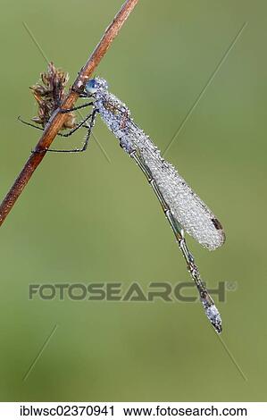 "Emerald Damselfly or Common Spreadwing (Lestes sponsa), Vulkaneifel district, Rhineland-Palatinate, Germany, Europe" View Large Photo Image Stock Image - "Emerald Damselfly or Common Spreadwing (Lestes sponsa), Vulkaneifel district, Rhineland-Palatinate, Germany, Europe". Fotosearch