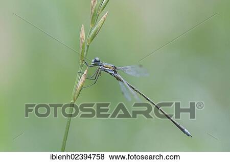 "Emerald Damselfly or Common Spreadwing (Lestes sponsa), Haren, Emsland region, Lower Saxony, Germany, Europe" View Large Photo Image Stock Photo - "Emerald Damselfly or Common Spreadwing (Lestes sponsa), Haren, Emsland region, Lower Saxony, Germany, Europe". Fotosearch
