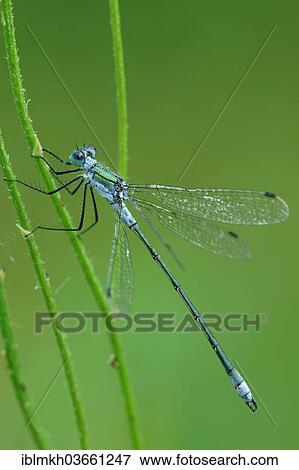 "Emerald Damselfly or Common Spreadwing (Lestes sponsa), Hesse, Germany, Europe" View Large Photo Image Stock Photo - "Emerald Damselfly or Common Spreadwing (Lestes sponsa), Hesse, Germany, Europe". Fotosearch