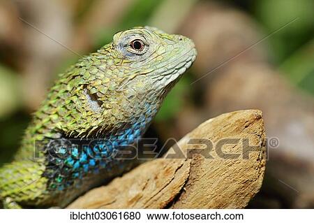 "Emerald Swift or Malachite Spiny Lizard (Sceloporus malachiticus), male, portrait, native to Central America, captive, Hamm, North Rhine-Westphalia, Germany, Europe" View Large Photo Image Stock Image - "Emerald Swift or Malachite Spiny Lizard (Sceloporus malachiticus), male, portrait, native to Central America, captive, Hamm, North Rhine-Westphalia, Germany, Europe". Fotosearch