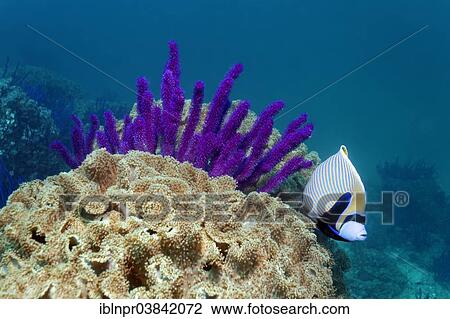 "Emperor Angelfish (Pomacanthus imperagate), Red sea whips (Ellisella sp. ) and leathery corals (Alcyoniidae), Dimaniyat Islands nature reserve, Al Batinah region, Oman, Asia" View Large Photo Image Stock Image - "Emperor Angelfish (Pomacanthus imperagate), Red sea whips (Ellisella sp. ) and leathery corals (Alcyoniidae), Dimaniyat Islands nature reserve, Al Batinah region, Oman, Asia". Fotosearch