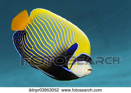 "Emperor Angelfish (Pomacanthus imperator), Makadi Bay, Red Sea, Hurghada, Egypt, Africa" View Large Photo Image Stock Image - "Emperor Angelfish (Pomacanthus imperator), Makadi Bay, Red Sea, Hurghada, Egypt, Africa". Fotosearch