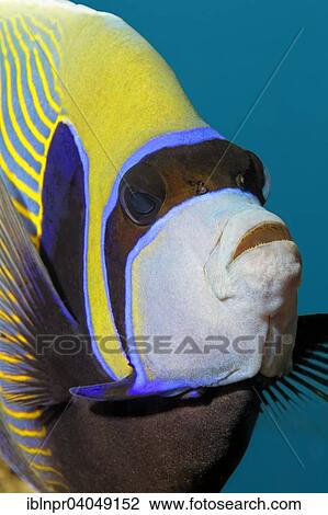 "Emperor Angelfish (Pomacanthus imperator), Great Barrier Reef, Pacific, Australia, Oceania" View Large Photo Image Stock Image - "Emperor Angelfish (Pomacanthus imperator), Great Barrier Reef, Pacific, Australia, Oceania". Fotosearch