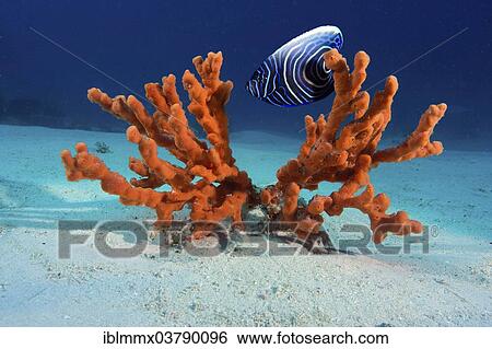 "Emperor Angelfish (Pomacanthus imperator), juvenile, and a red fire sponge" View Large Photo Image Stock Photograph - "Emperor Angelfish (Pomacanthus imperator), juvenile, and a red fire sponge". Fotosearch