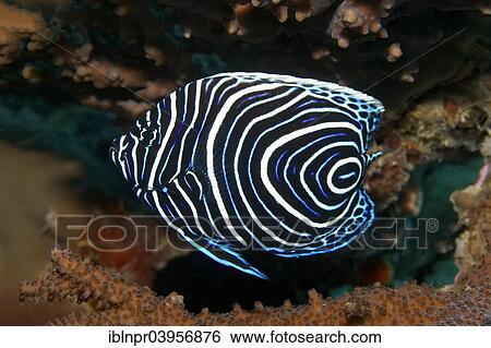 Stock Photograph - "Emperor Angelfish (Pomacanthus imperator), juvenile, Red Sea, Makadi Bay, Hurghada, Egypt, Africa". Fotosearch